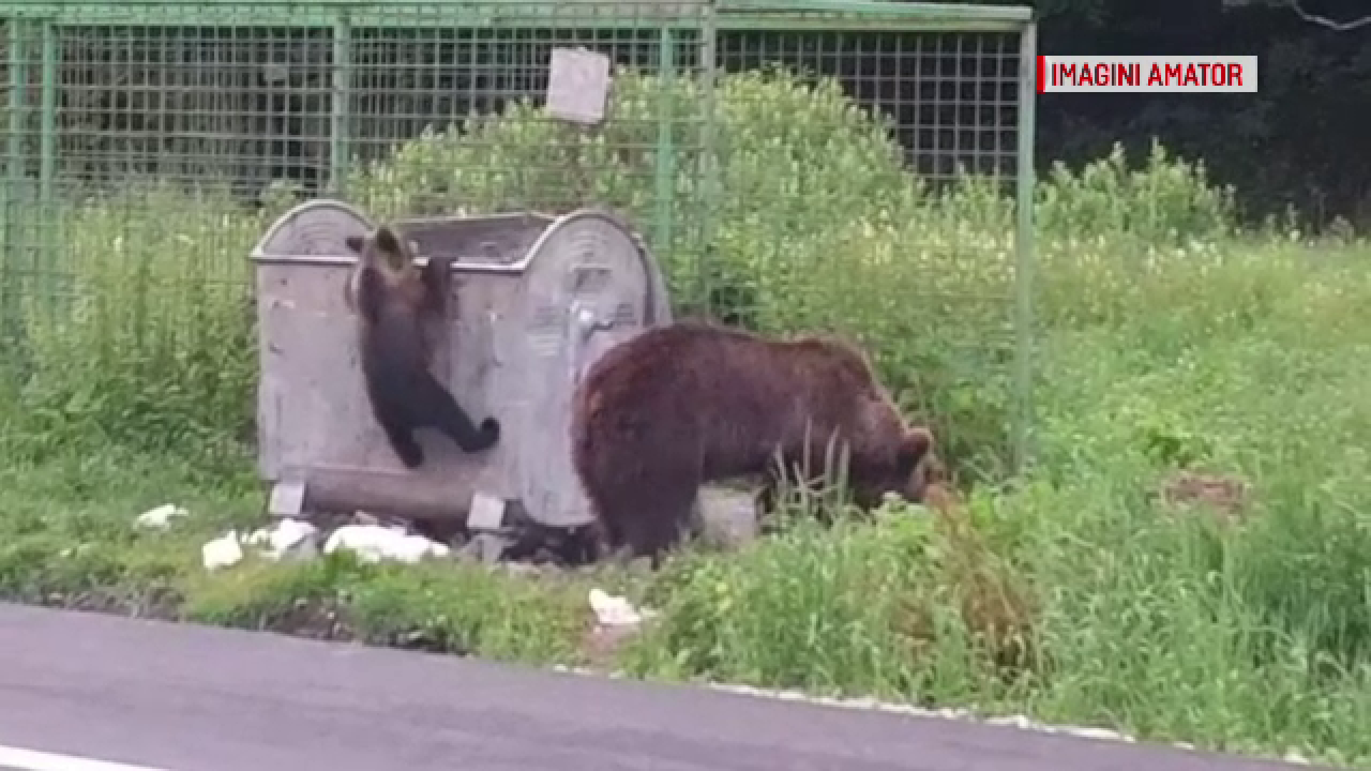 O ursoaică și puii ei au coborât printre turiștii care făceau grătare, la Bușteni