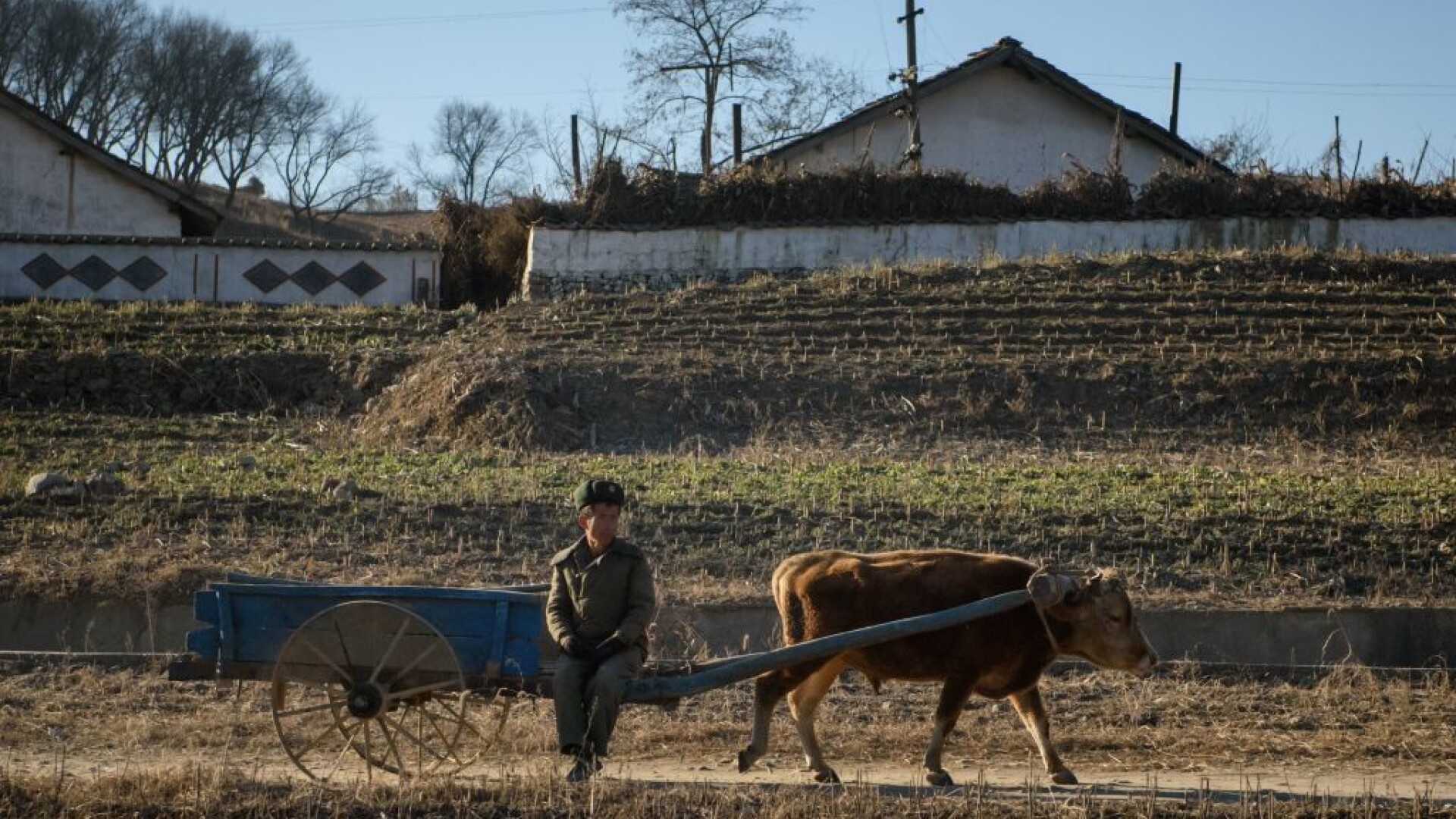 Agricultura in Coreea de Nord