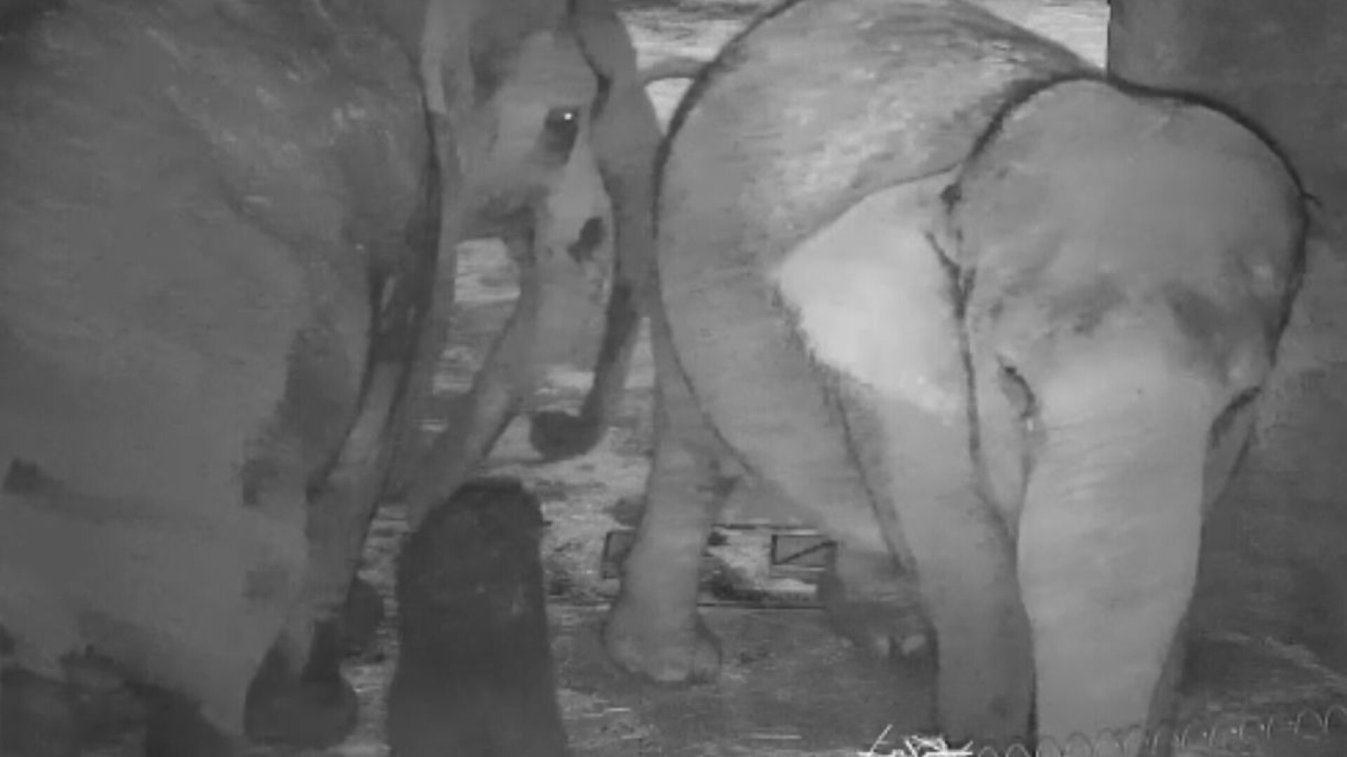 Imagini cu nașterea unui pui de elefant, pe camerele de supraveghere. A stat în burta mamei 23 de luni