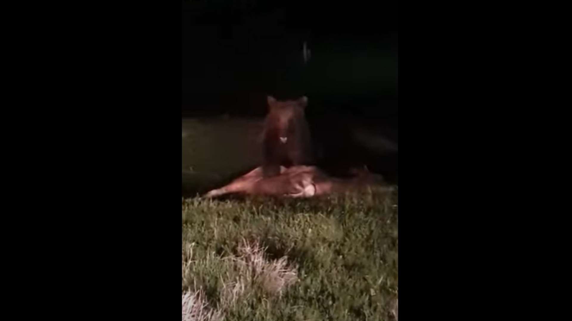 Un sucevean a filmat un urs în timp ce-i mânca vițelul. Animalul ar fi ucis până acum 5 vite VIDEO