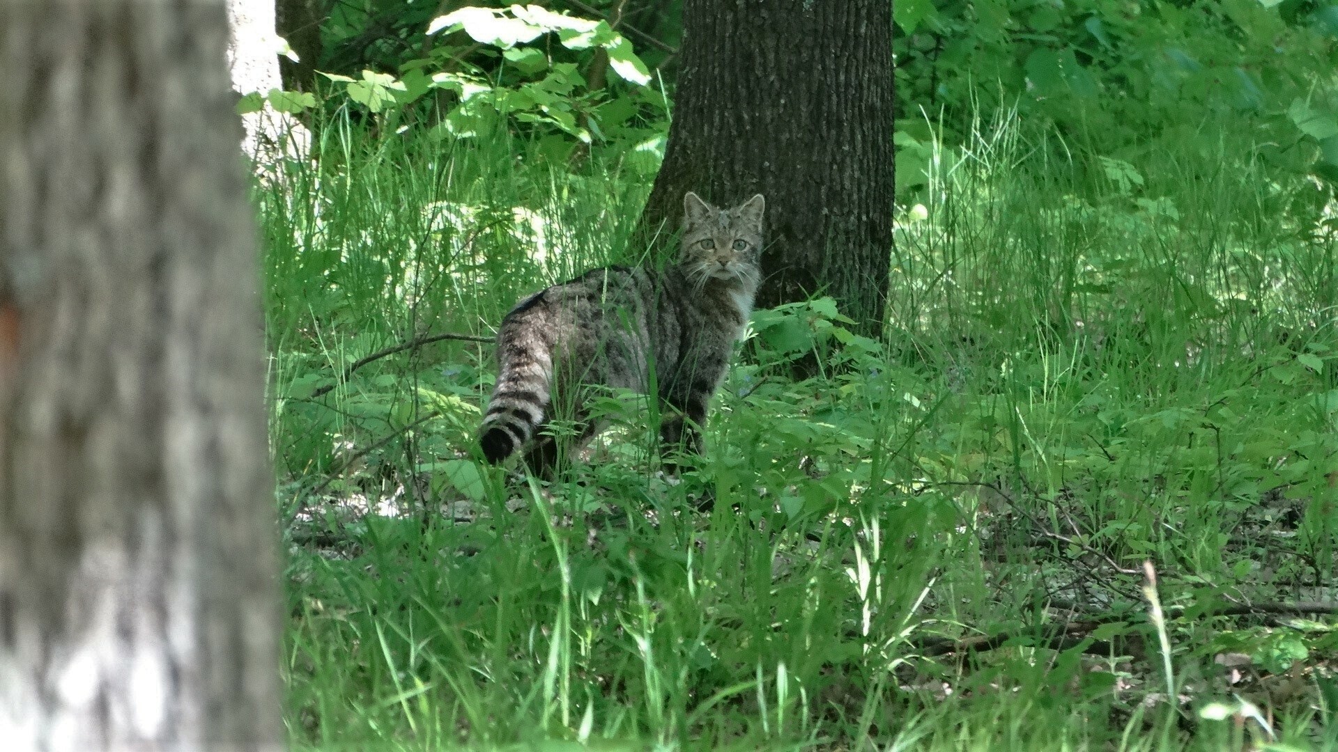 Toată lumea ar crede că e o pisică obișnuită. Ce este, de fapt, animalul surprins într-o pădure din Vaslui