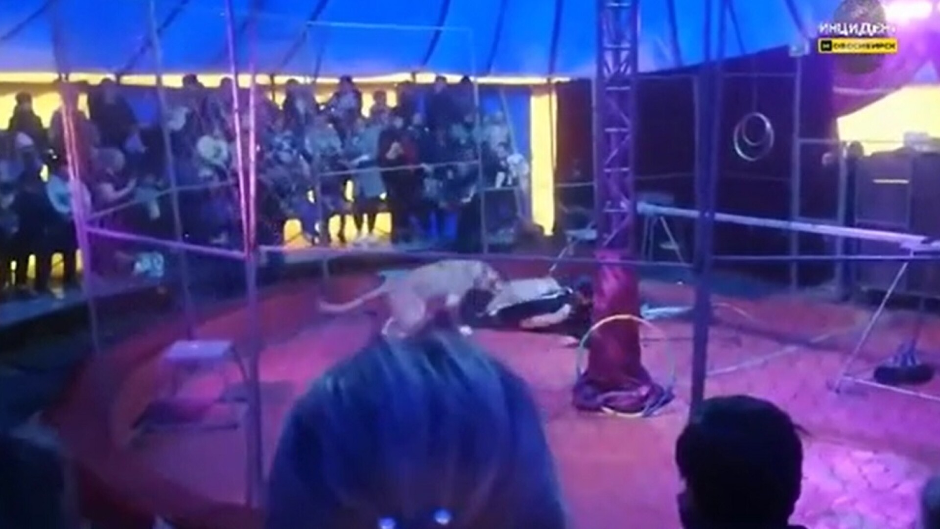 VIDEO. Un artist de circ a fost atacat de un leu în timpul unui spectacol la care asistau mulți copii