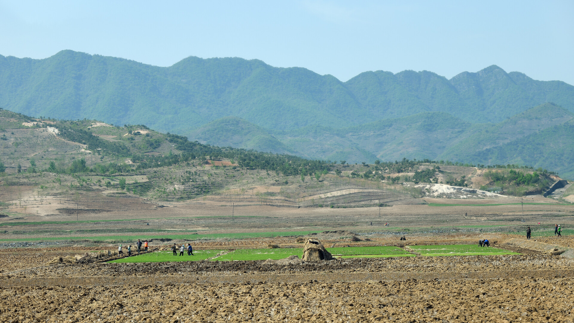 Coreea de Nord a trimis funcţionarii să muncească pe câmp pentru a lupta împotriva secetei
