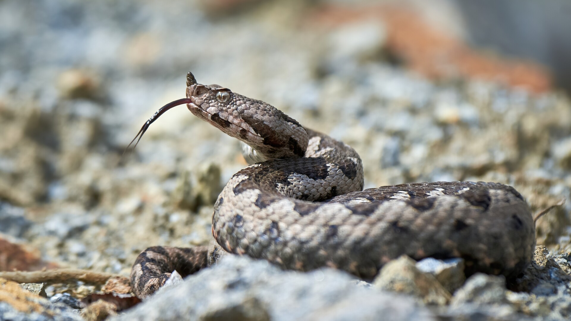 vipera