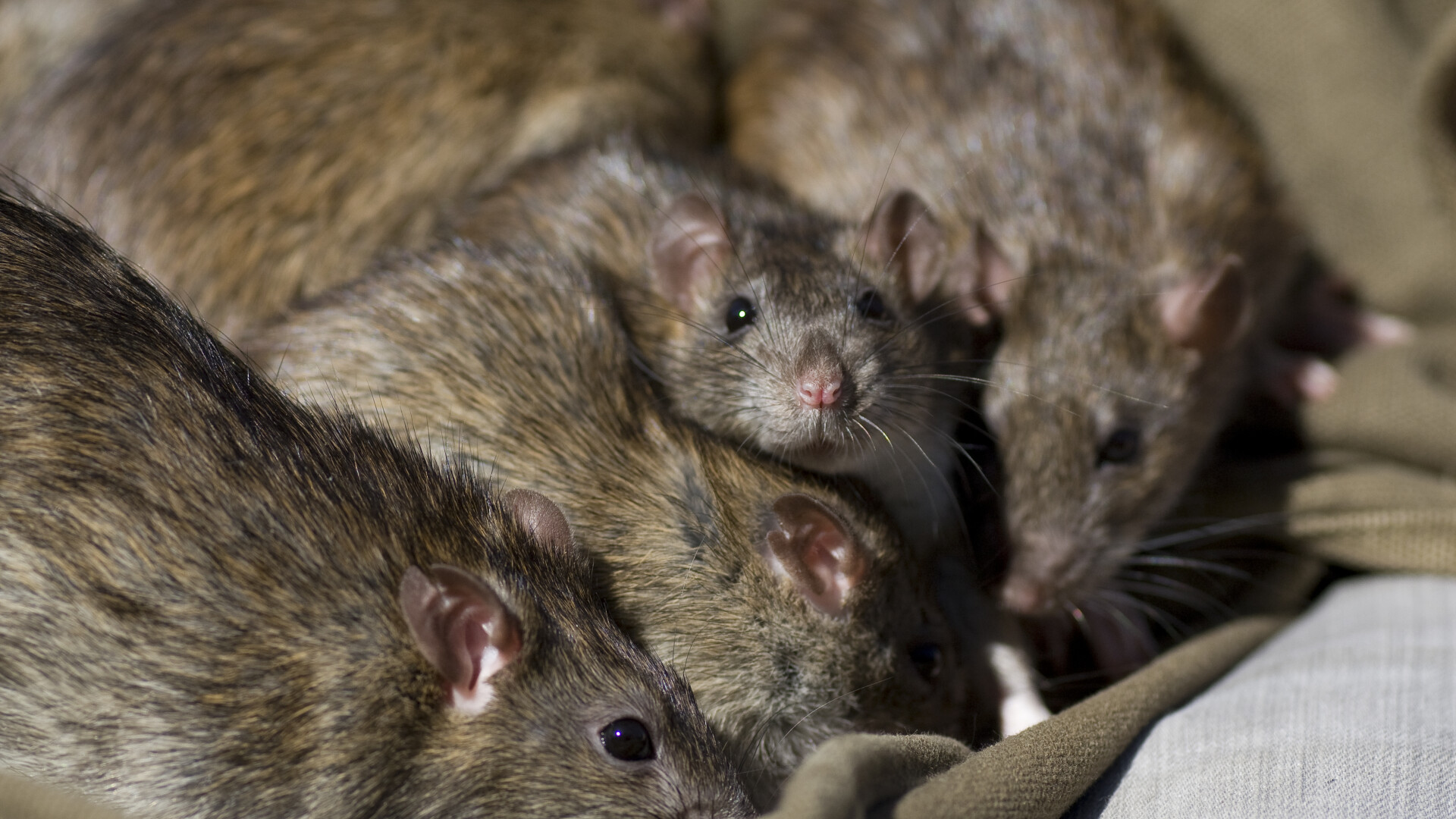 Super-șobolanii de un metru și jumătate au devenit imuni la otrăvuri. Țara din Europa asaltată de rozătoare