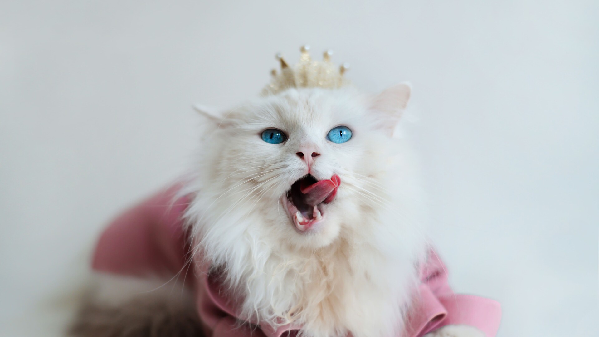 Pisica regina