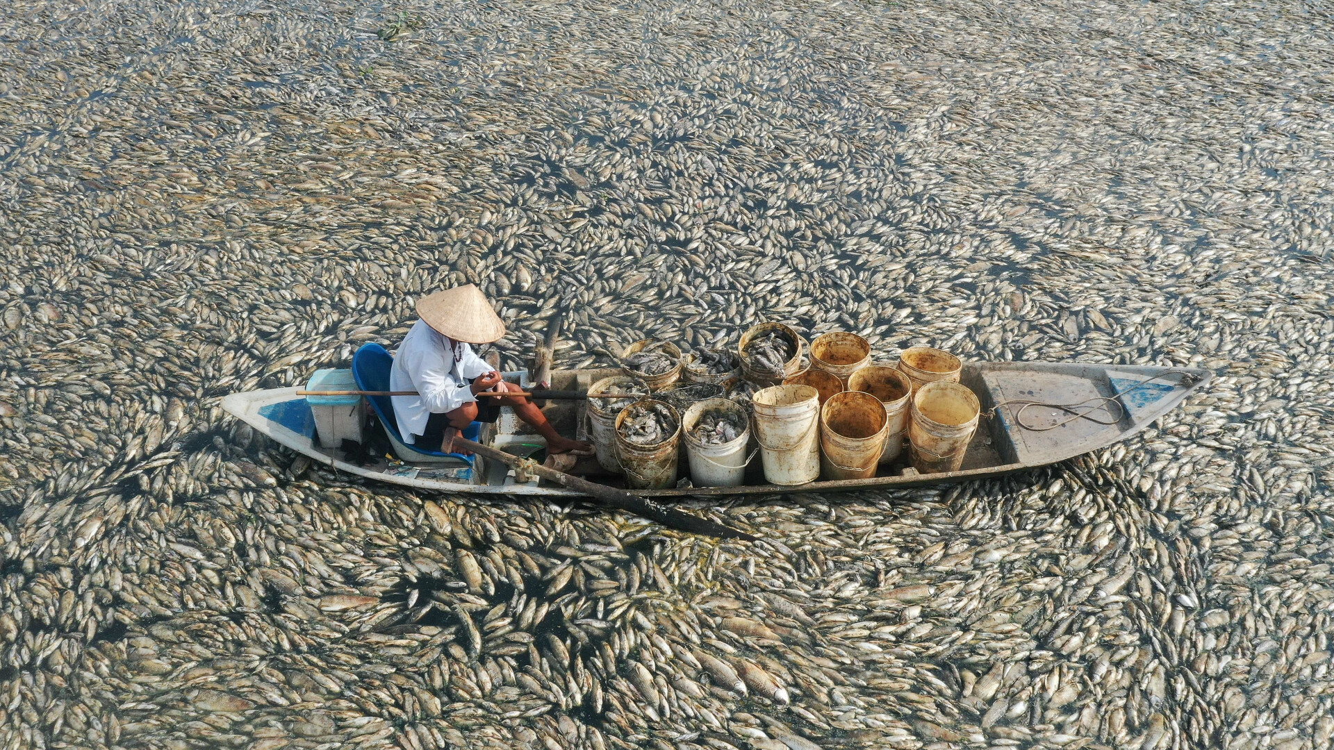 vietnam canicula pesti