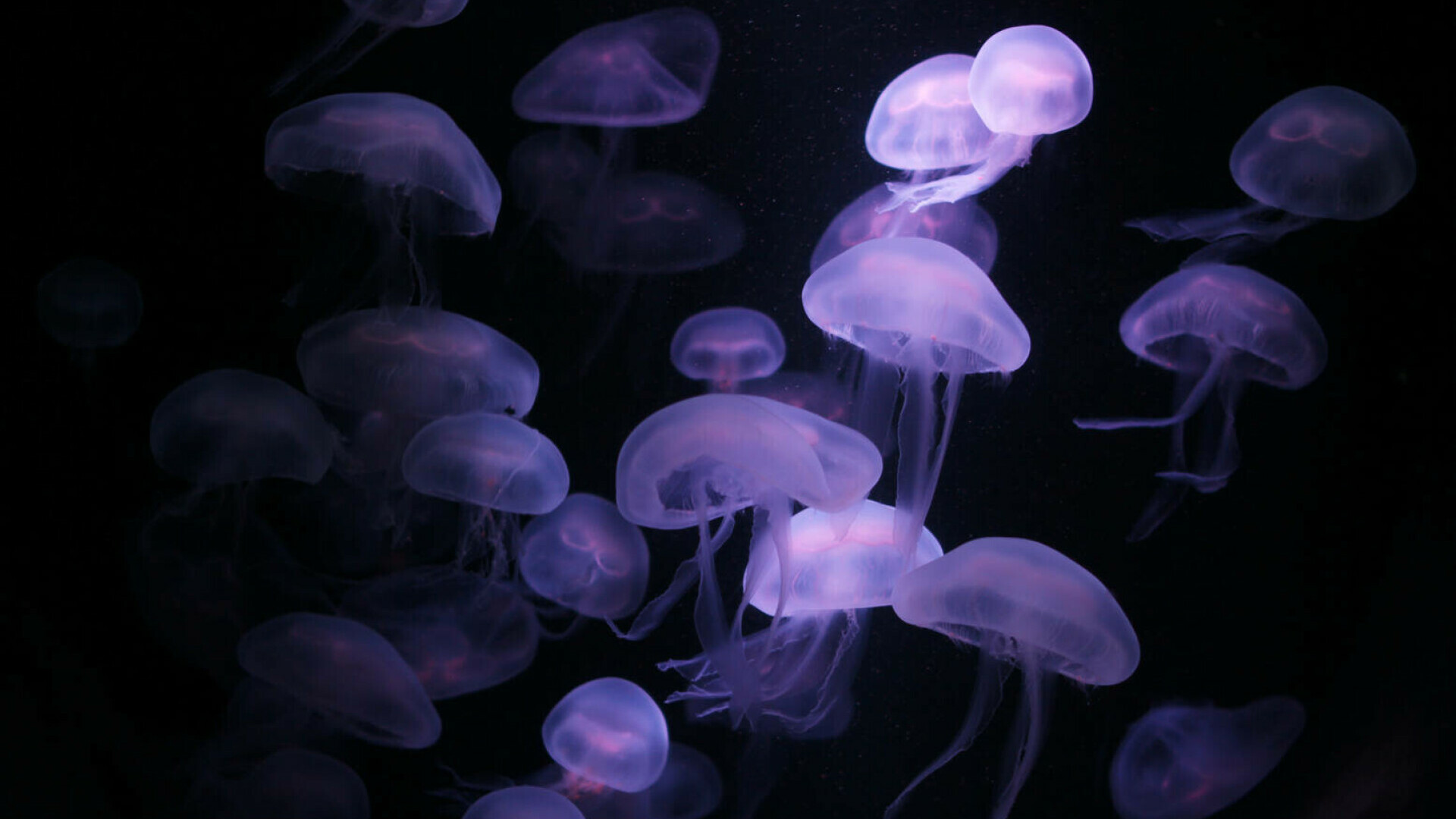 Marea Neagră, amenințată de invazia meduzelor. Legătura nebănuită cu războiul din Ucraina
