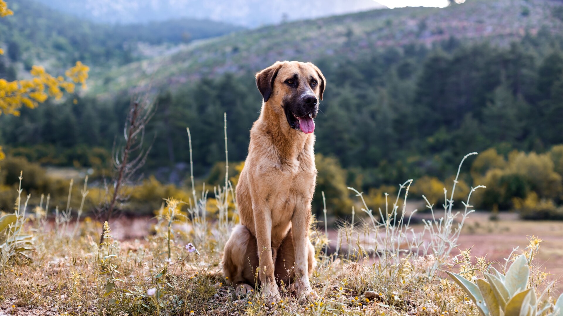 ciobanesc kangal