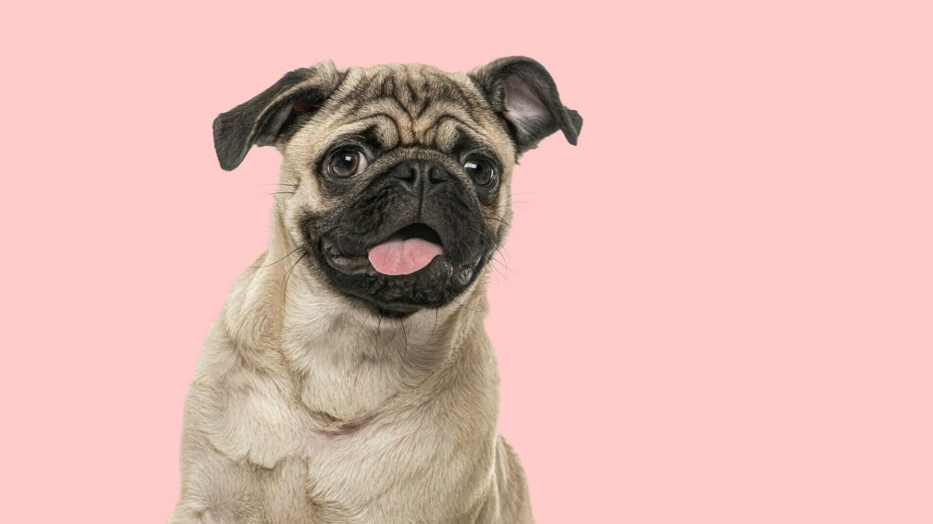 Totul despre rasa Mops. Ce nevoi au câinii Pug și cum se dresează