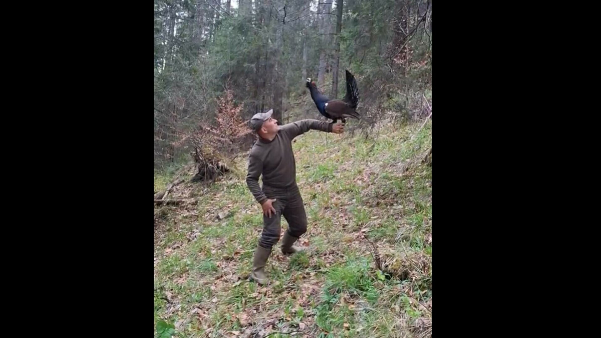 Prietenia incredibilă dintre un sucevean și un cocoș de munte, specie care nu suportă omul. Se revăd bucuroși, an de an VIDEO