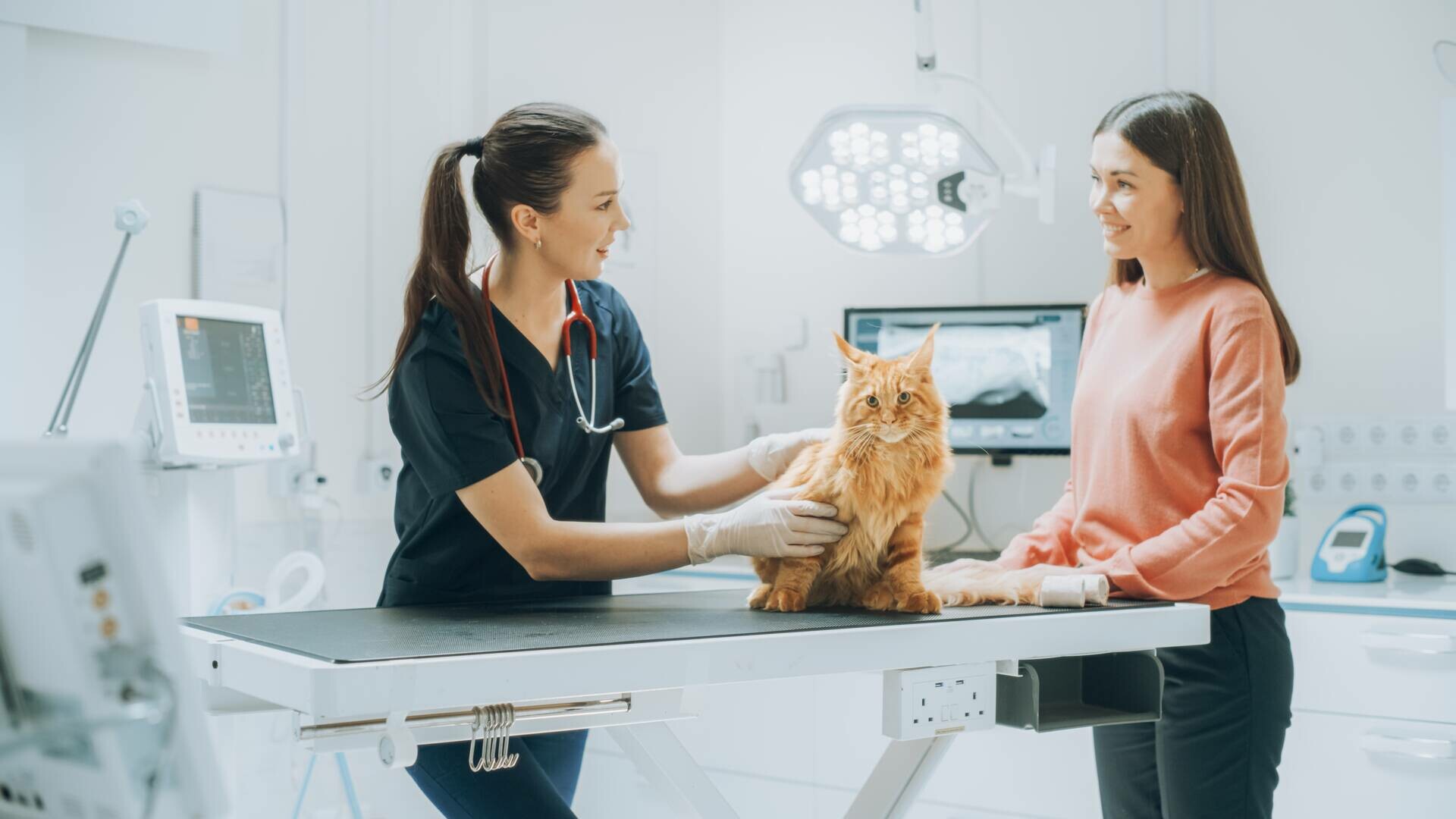 O femeie este căutată de polițiști după ce a furat 2.000 de lei destinați câinilor fără stăpân, dintr-un spital veterinar