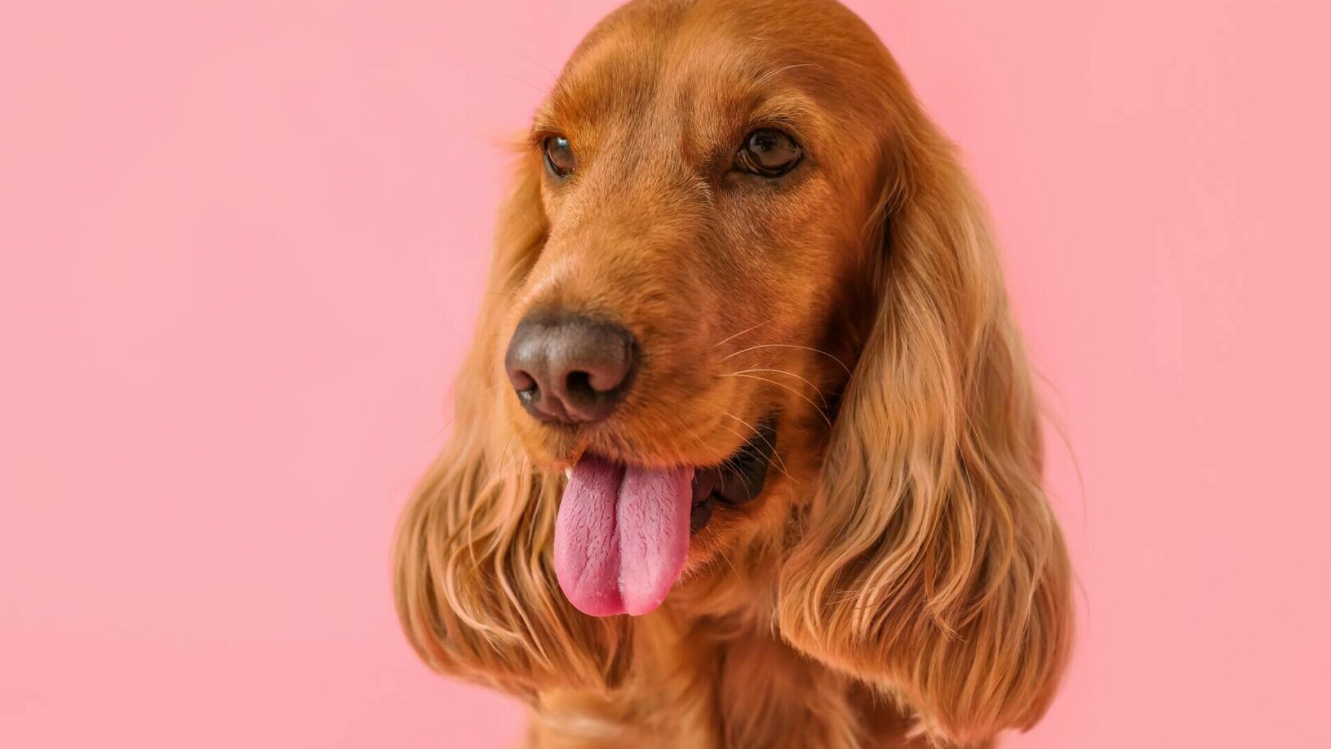 Cocker Spaniel - tot ce trebuie să știi despre această rasă prietenoasă și jucăușă
