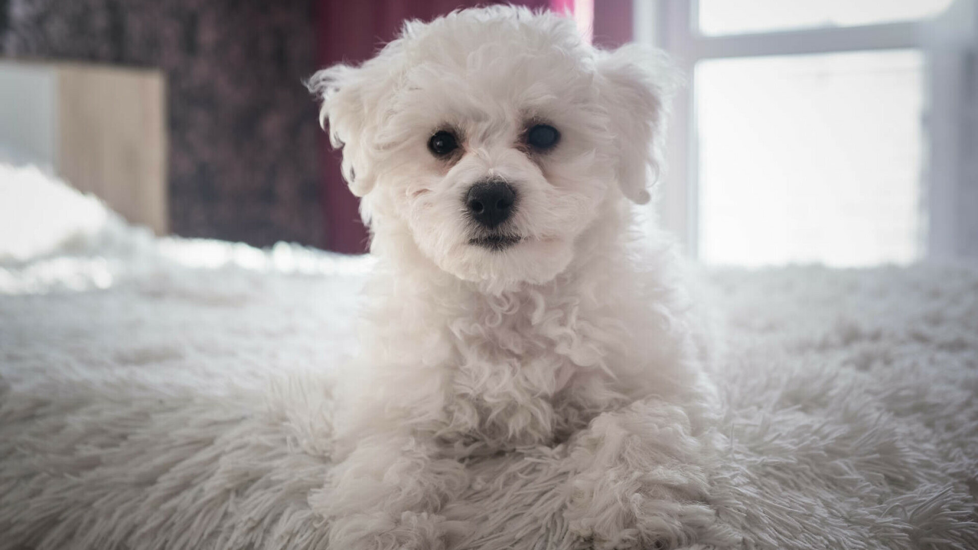 Bichon Bolognese - nevoile acestei rase, îngrijire și dresaj. Tot ce trebuie să știi dacă vrei să crești un exemplar