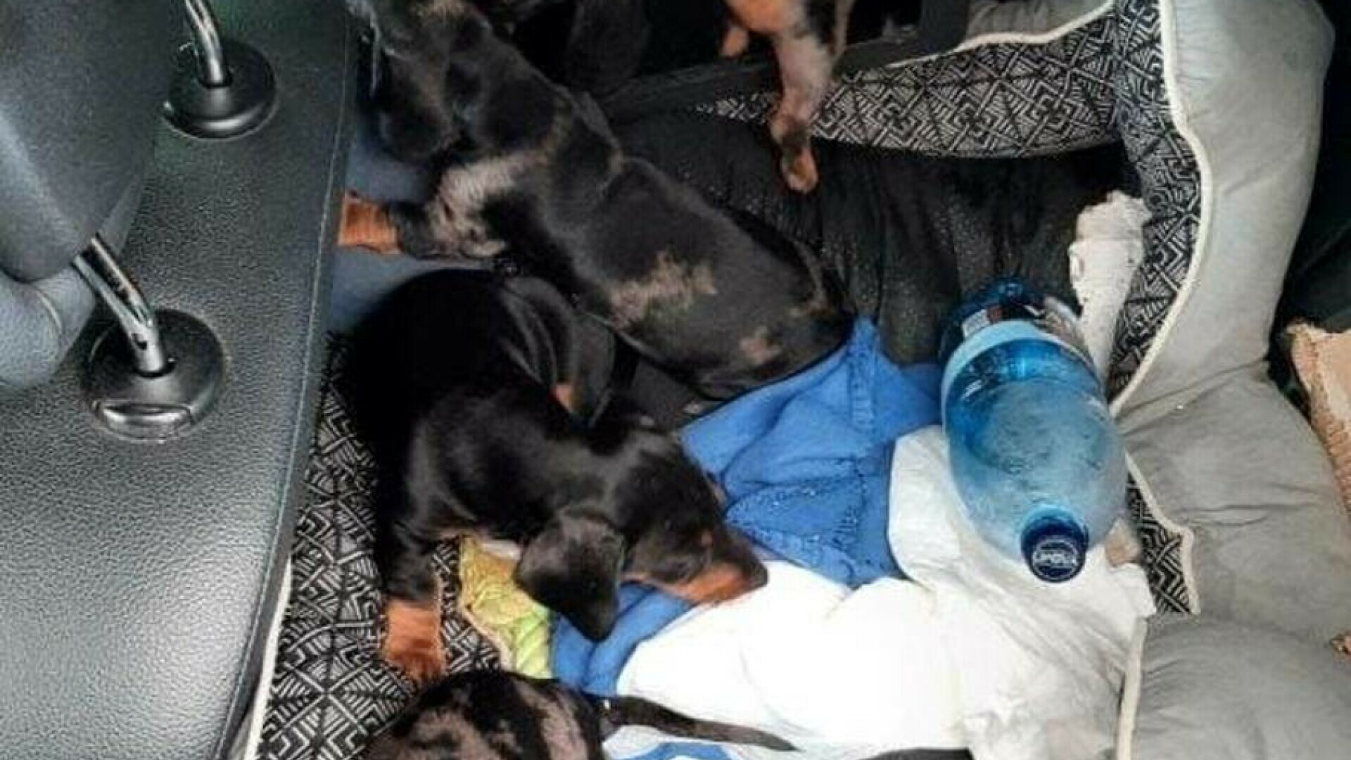 Șapte pui de teckel, descoperiți în mașina unui contrabandist român, în Germania. Poliția a confiscat animalele
