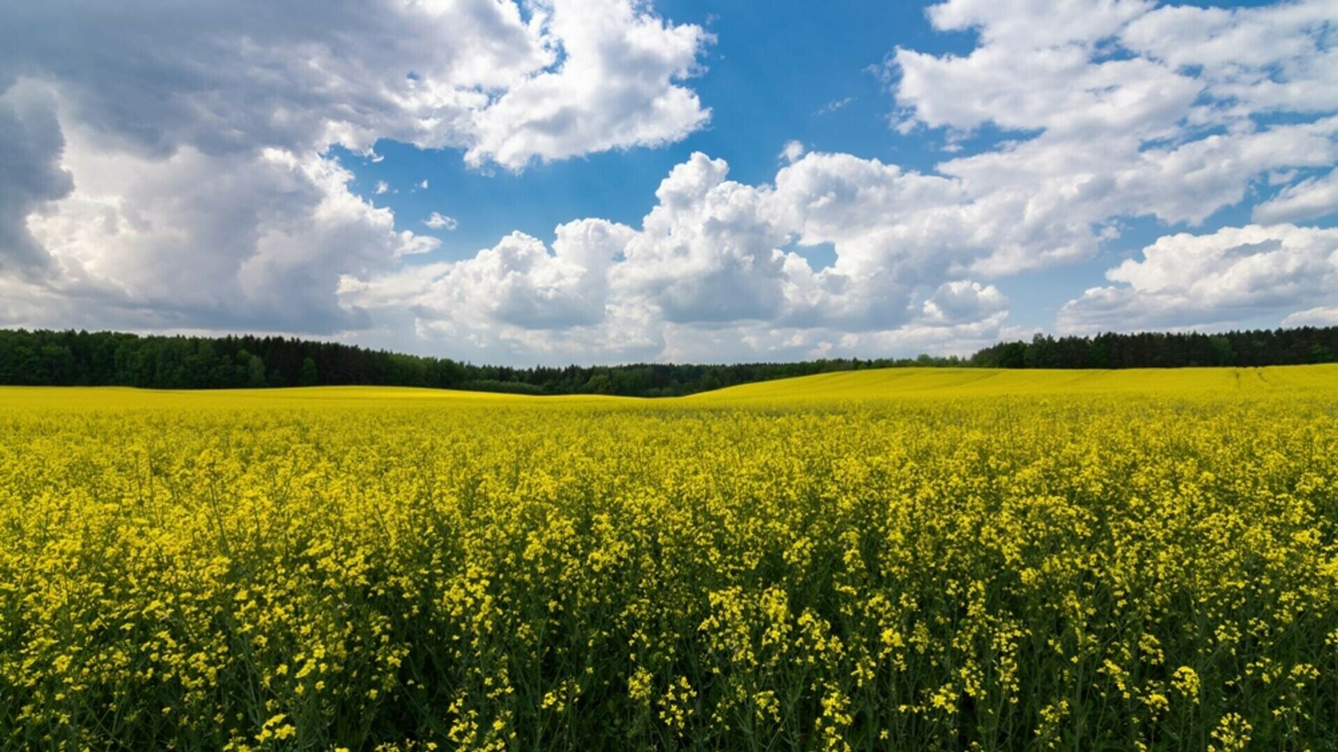 Cum va fi vremea la începutul lunii iunie. Prognoza meteo pentru următoarele patru săptămâni