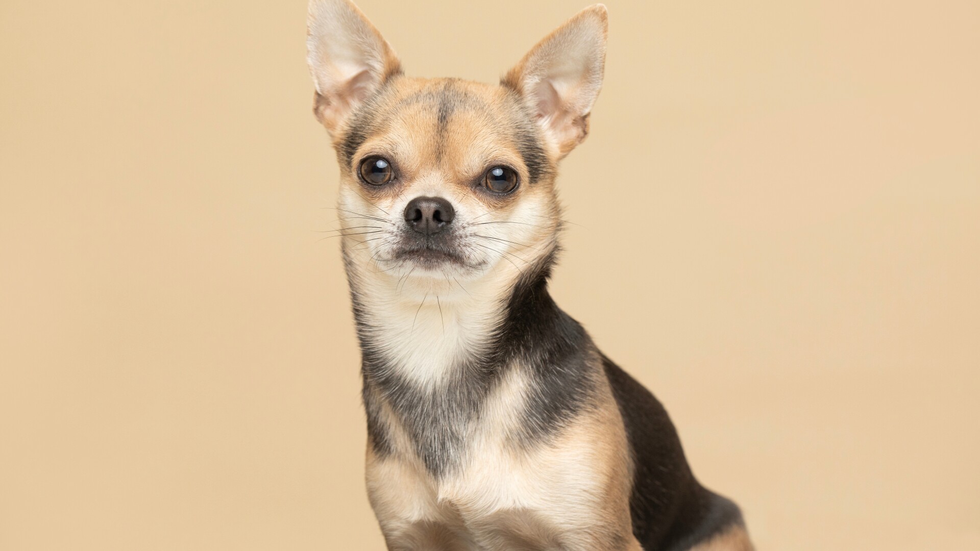 Chihuahua - ghid complet pentru cea mai mică, dar curajoasă rasă de câini. Cum se crește și ce nevoi are