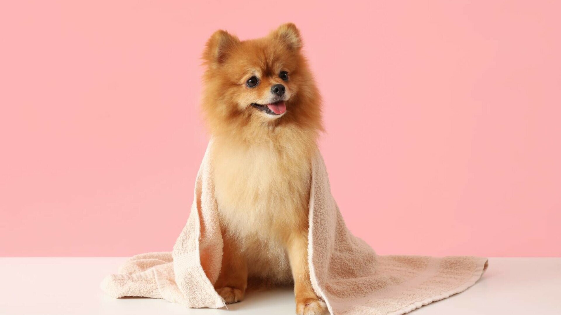 pomeranian