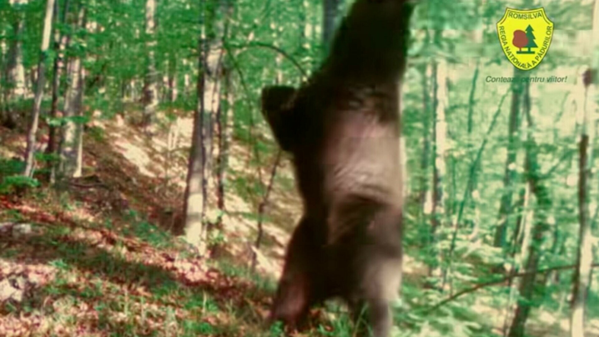 Urs Baloo