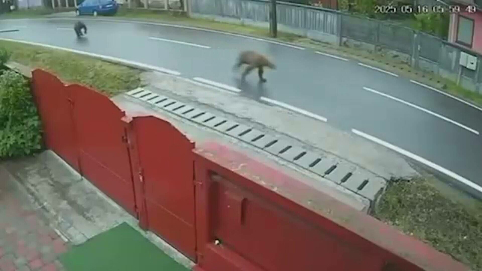 Ursoaică cu doi pui, surprinsă la plimbare pe o stradă principală din Ungheni, la oră de vârf. Sfaturile autorităților