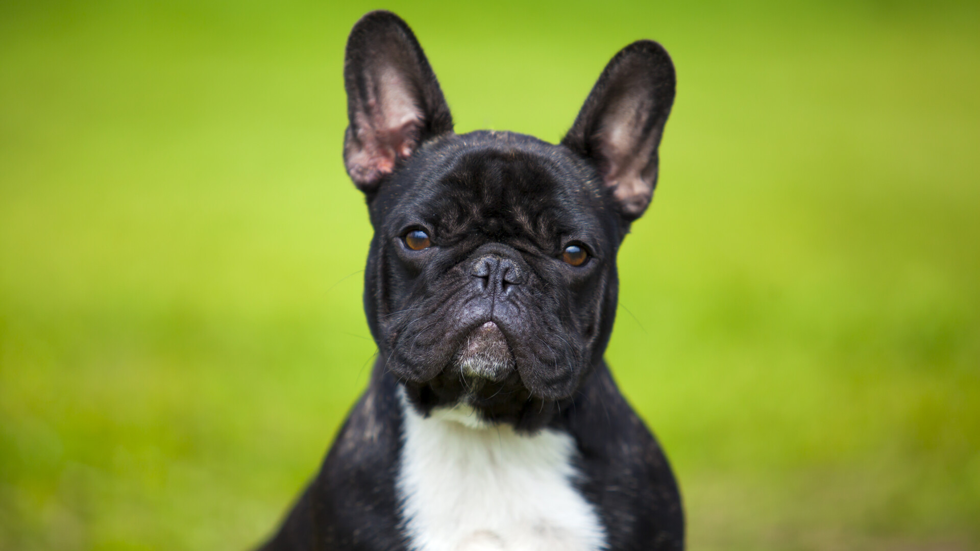 Buldog francez - cu ce probleme de sănătate se pot confrunta acești câini și cum să să le oferi cea mai bună îngrijire