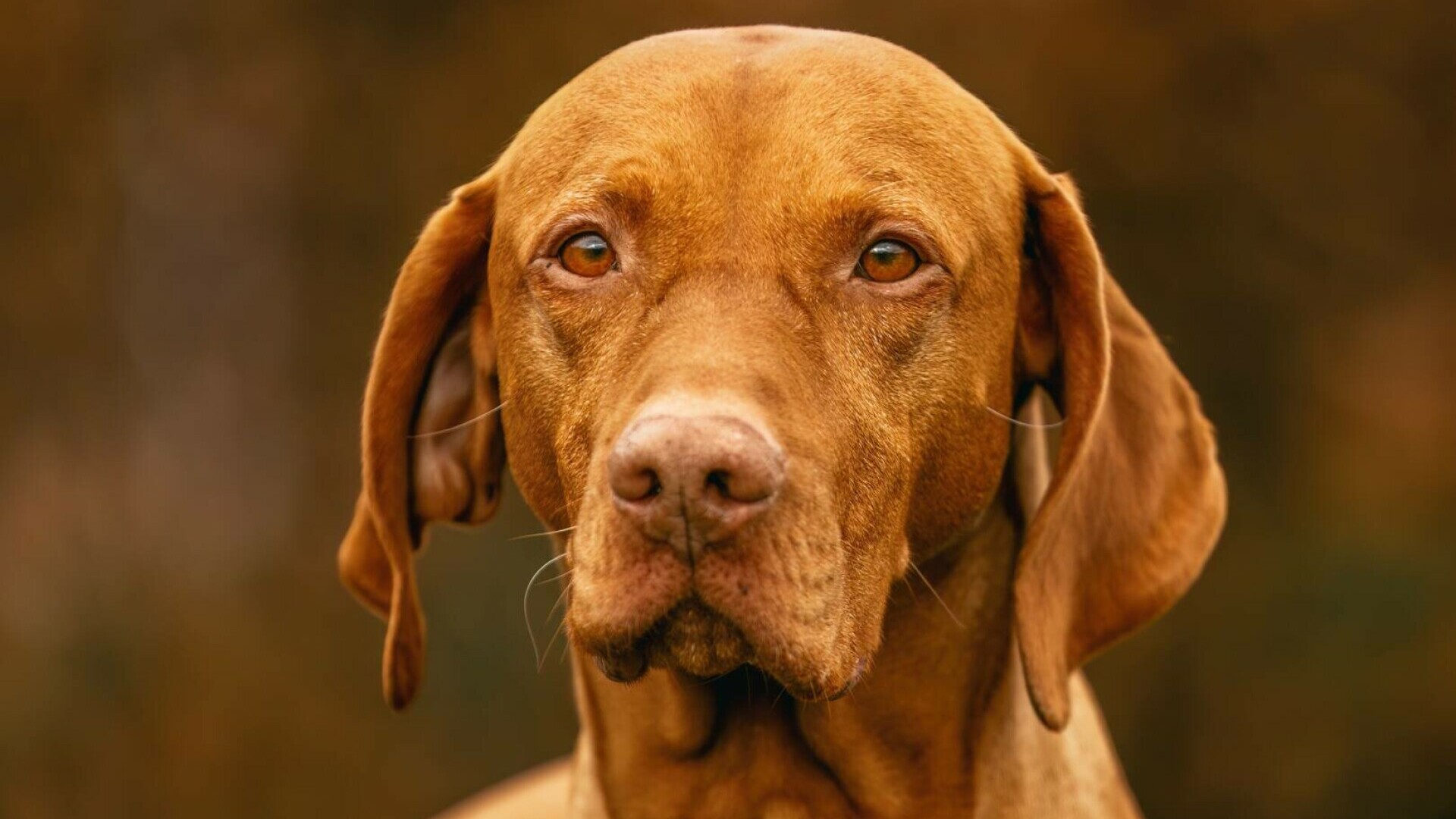 Vizsla - ce trebuie să știi despre această rasă de câini. De la hrană până la exerciții fizice și probleme de sănătate comune