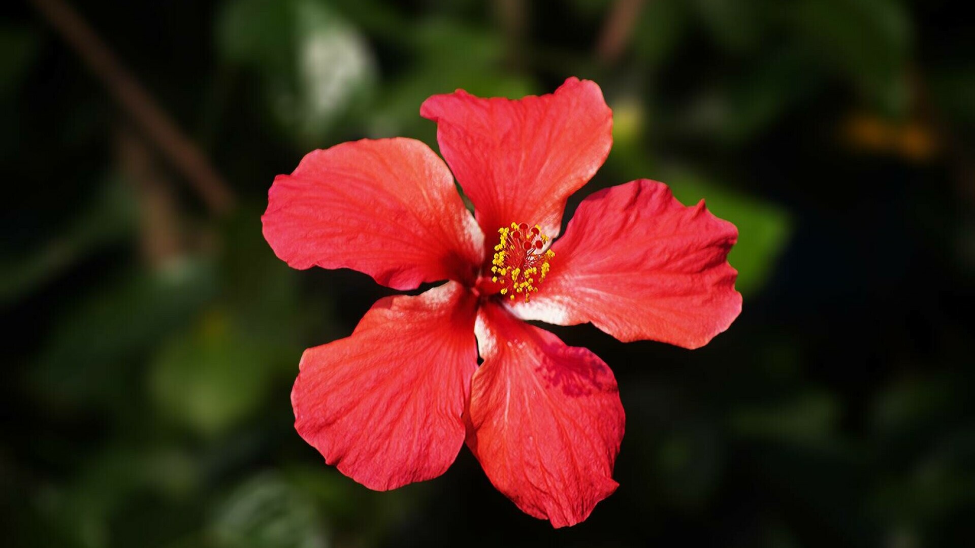 Hibiscus: beneficii și utilizări tradiționale pentru sănătate și frumusețe. La ce este bun ceaiul de hibiscus
