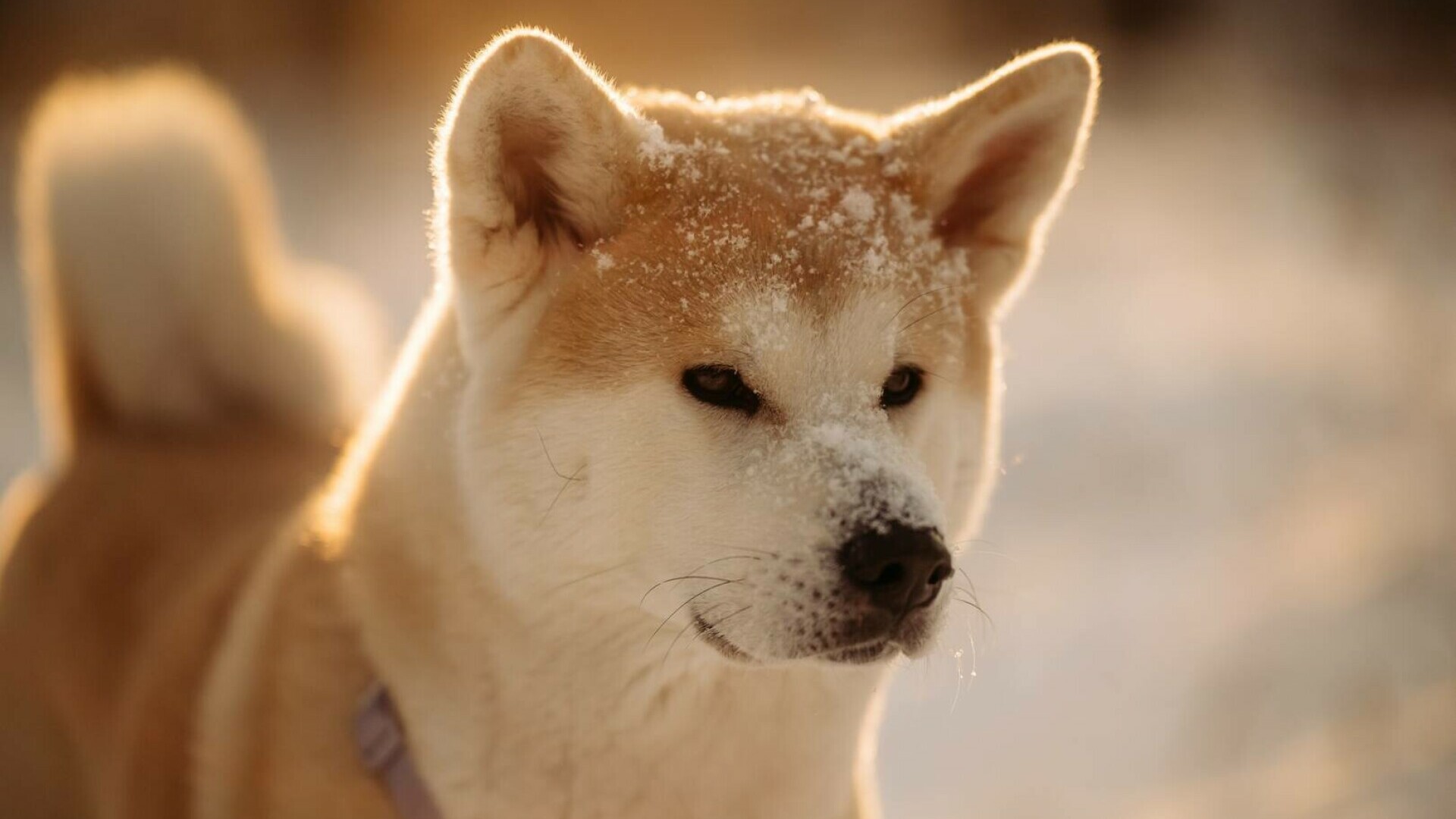 Akita Inu - ce trebuie să știi despre această rasă de câini. De la îngrijire până la hrană și dresaj