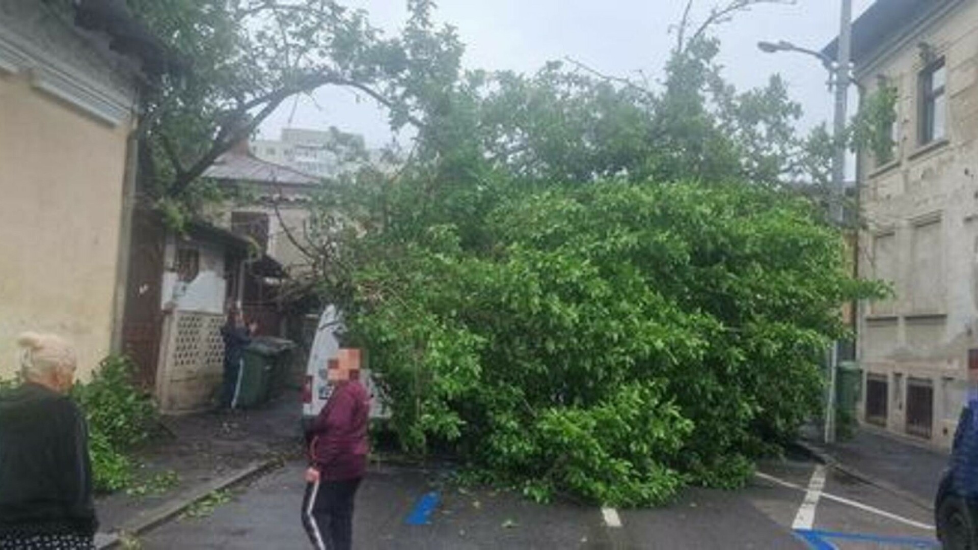 Copac prăbușit peste patru mașini în Sectorul 1 al Capitalei.