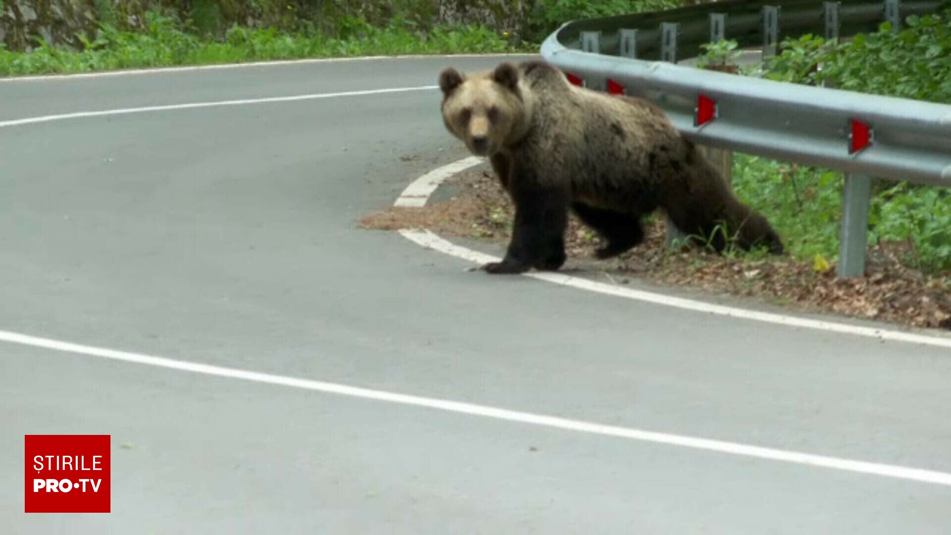 Cum s-ar putea rezolva problema urșilor din România. “Dacă îi împușcăm, nu rezolvăm nimic”