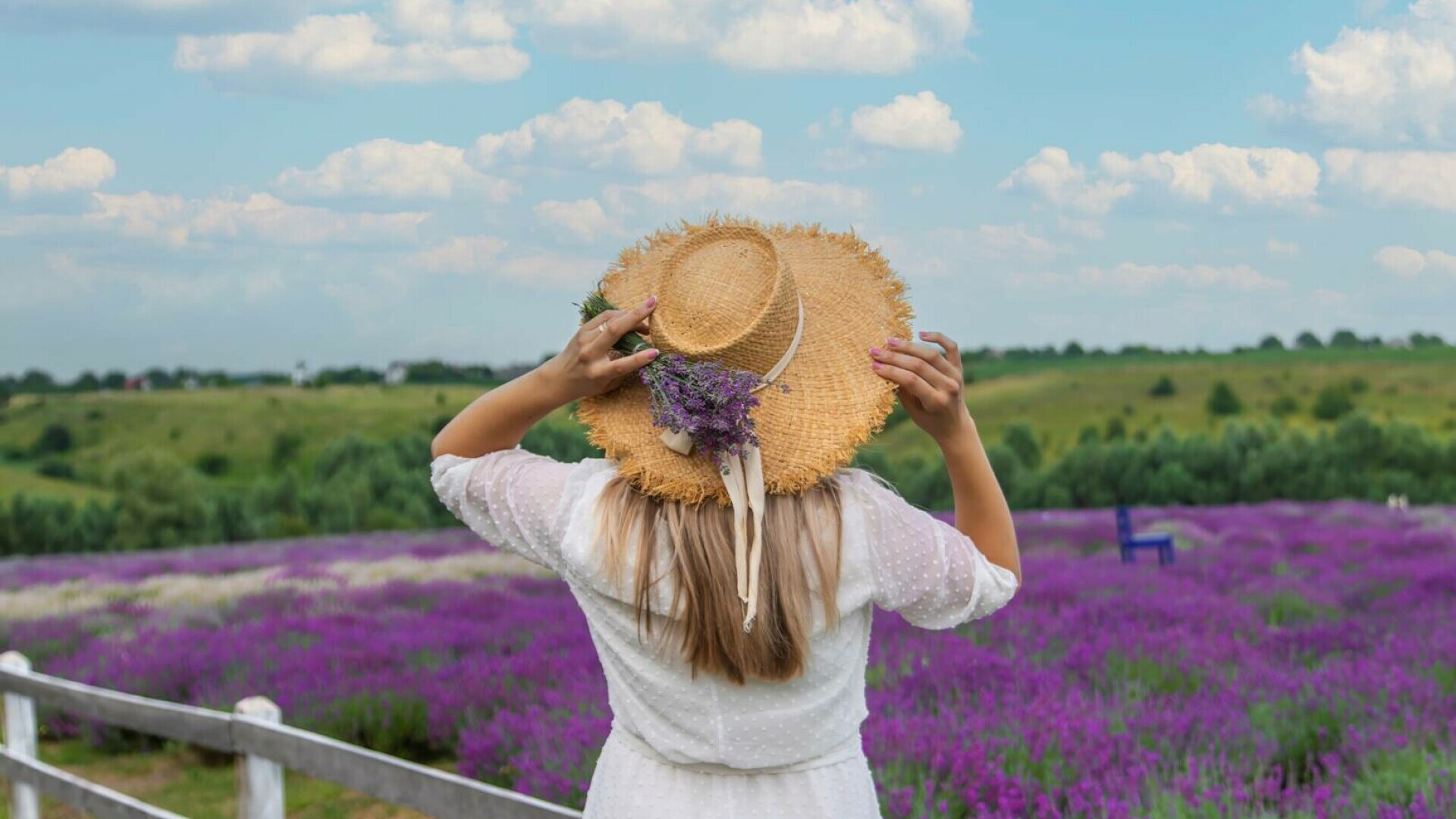 lavanda
