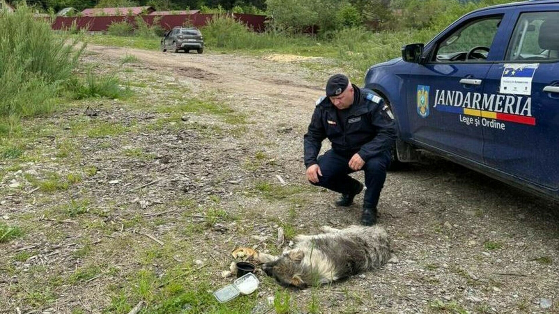 Ce a pățit o femeie din Suceava care a legat un câine de mașină ca să-l abandoneze într-un loc pustiu