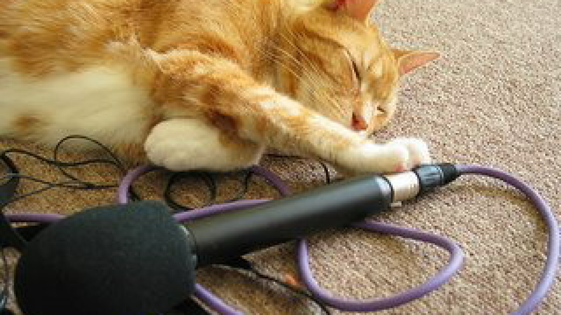 pisica si microfonul