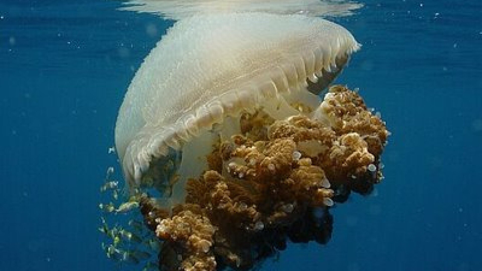Meduza uriasa