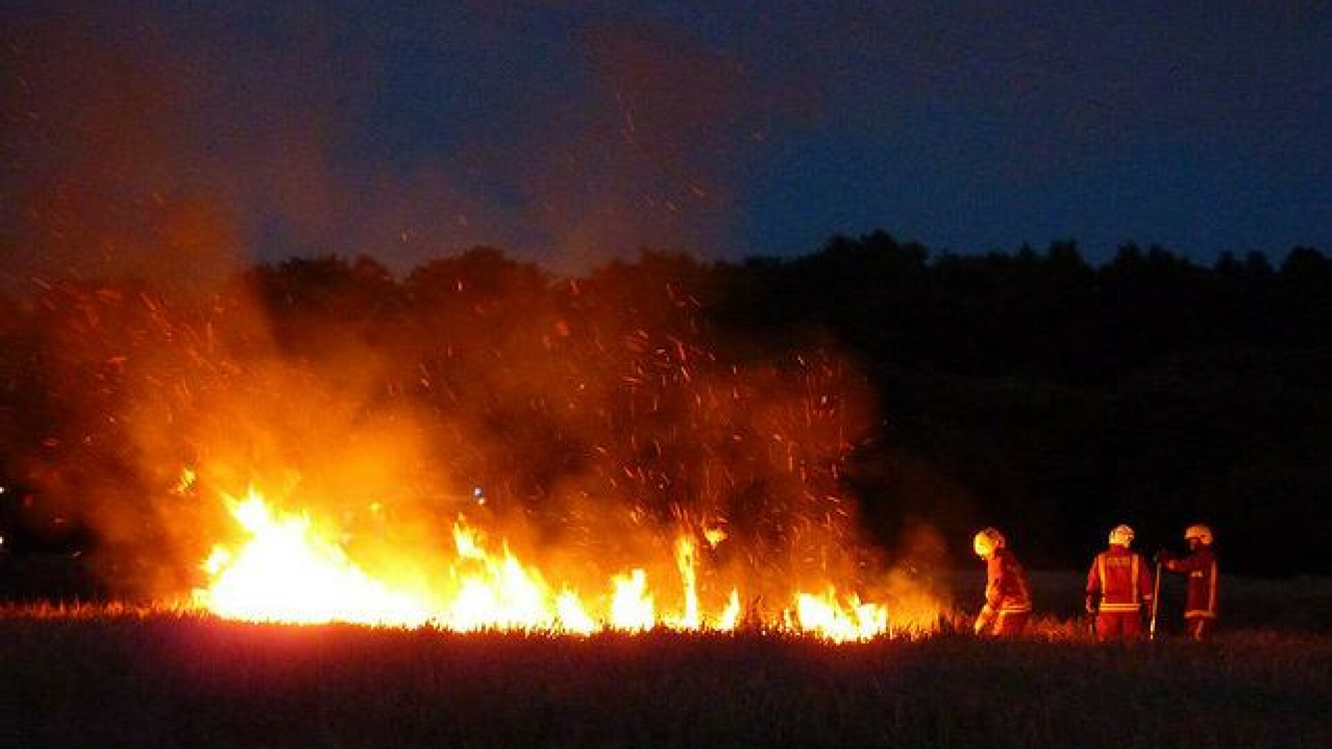 Descoperire macabră într-un lan de porumb. La fața locului au fost solicitați pompierii și poliția