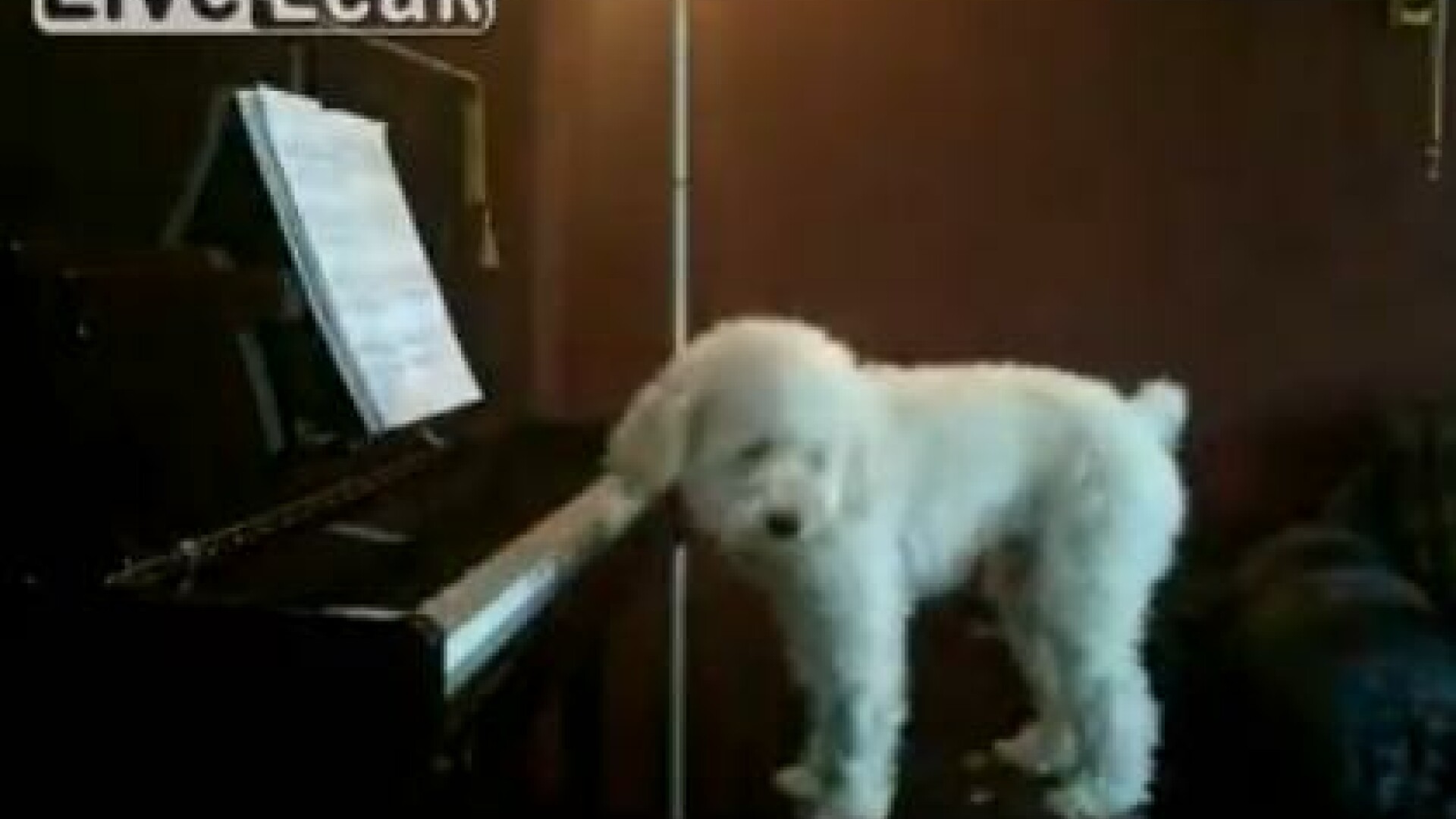 caine canta la pian