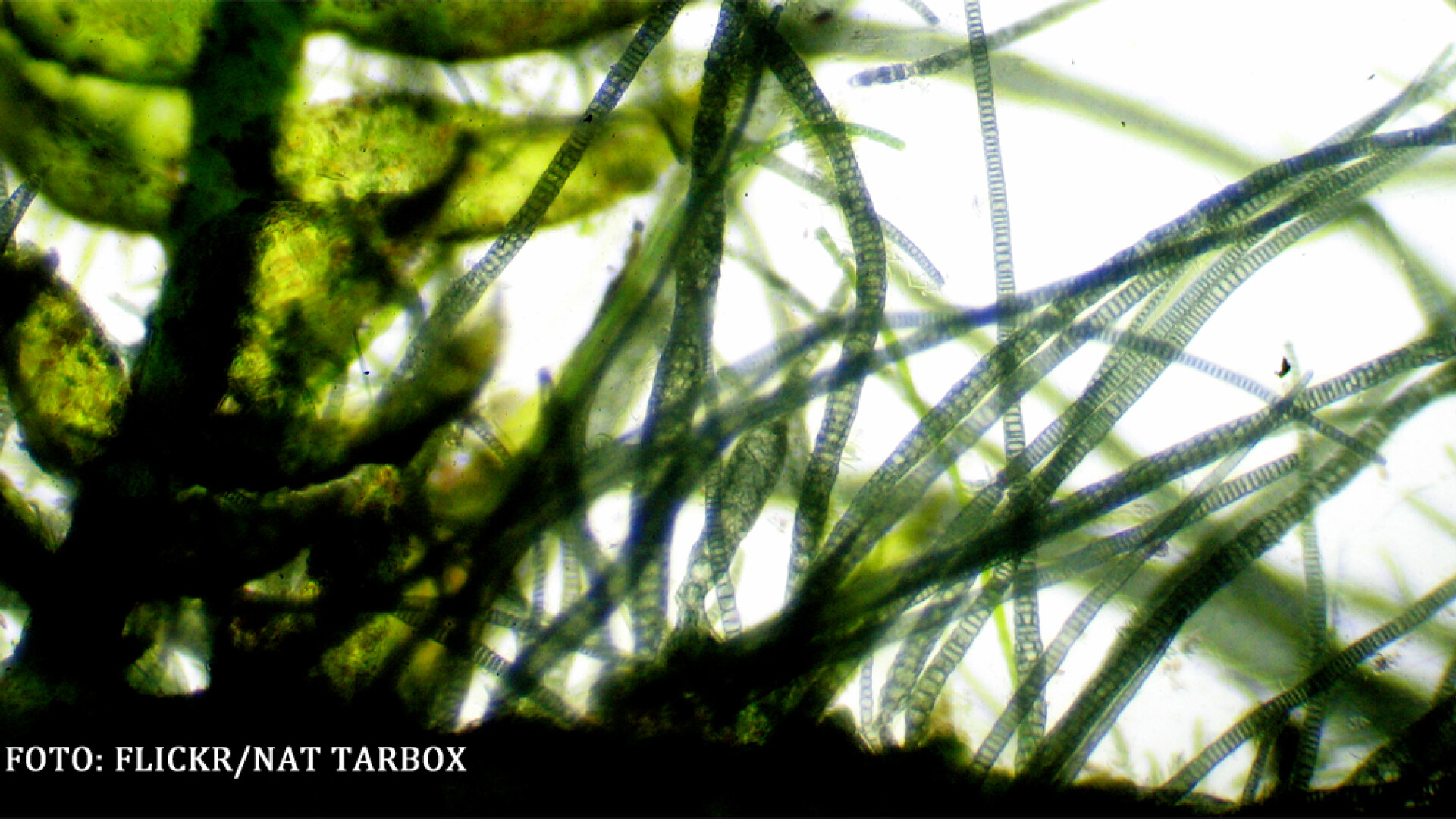 alge verzi virus