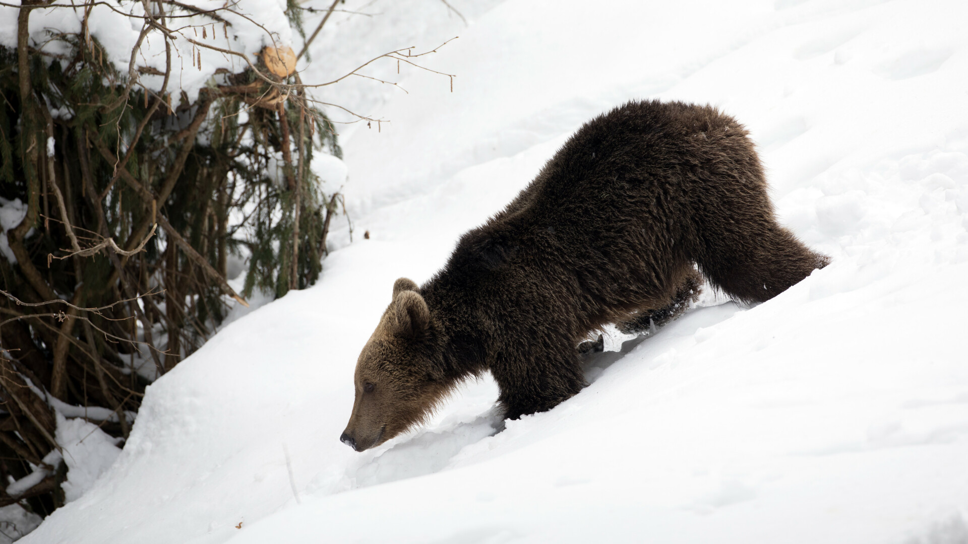 Urs brun în pădurile Munților Carpați
