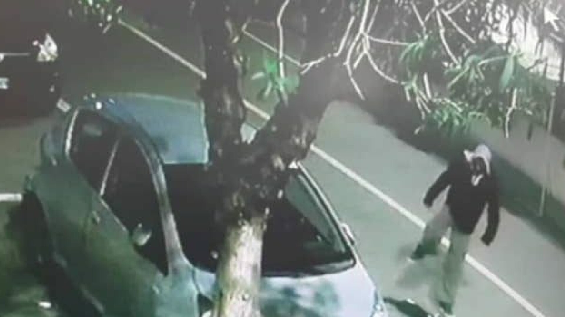 Român filmat când ucidea un pisoi pe stradă, în Italia