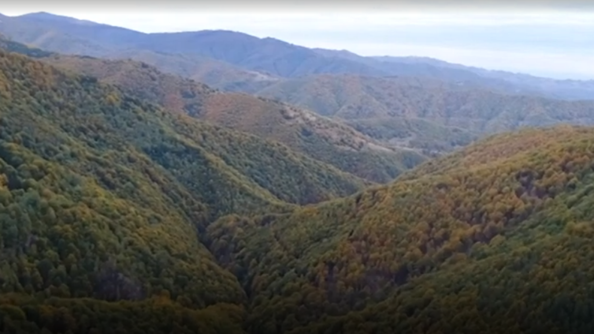 pădure fag România BBC