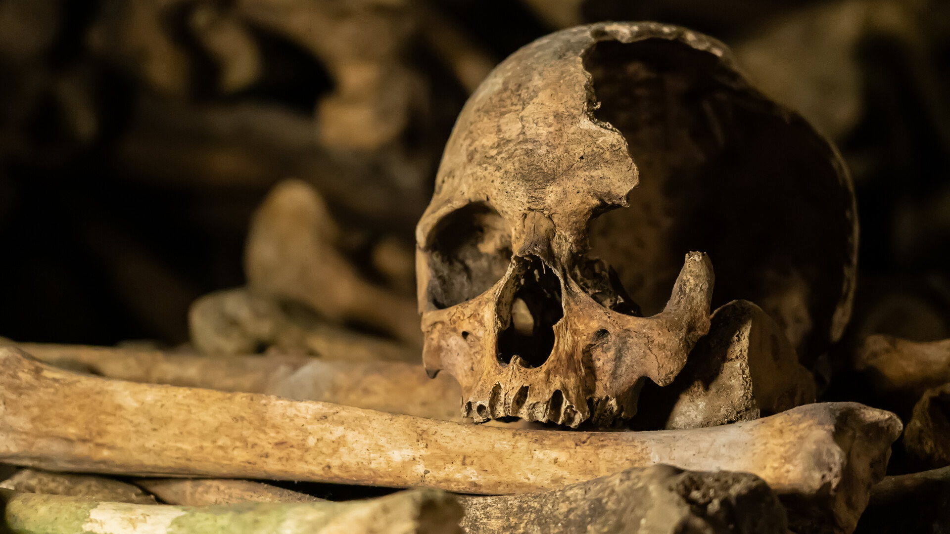 Arheologii au descoperit un craniu vechi de 2 milioane de ani. Cui i-a aparținut