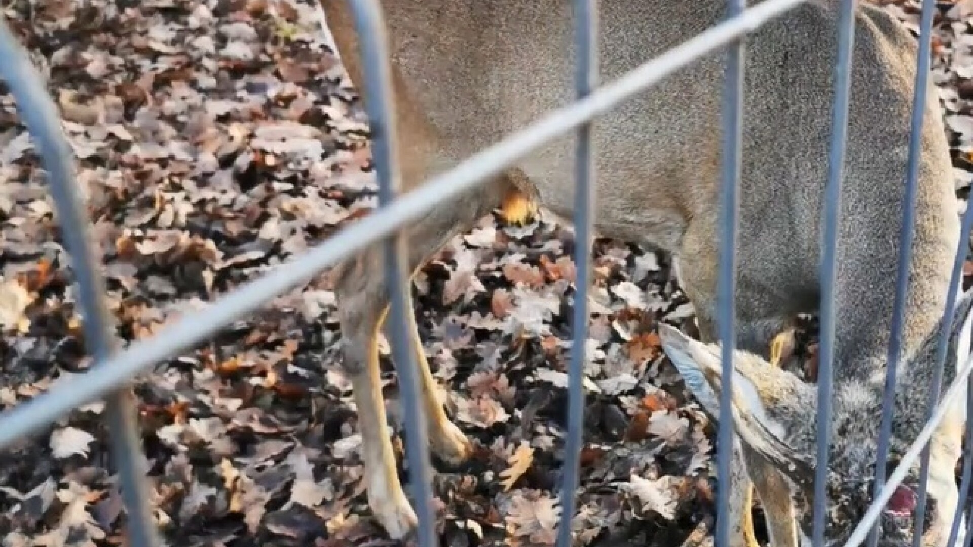 caprior zoo hunedoara