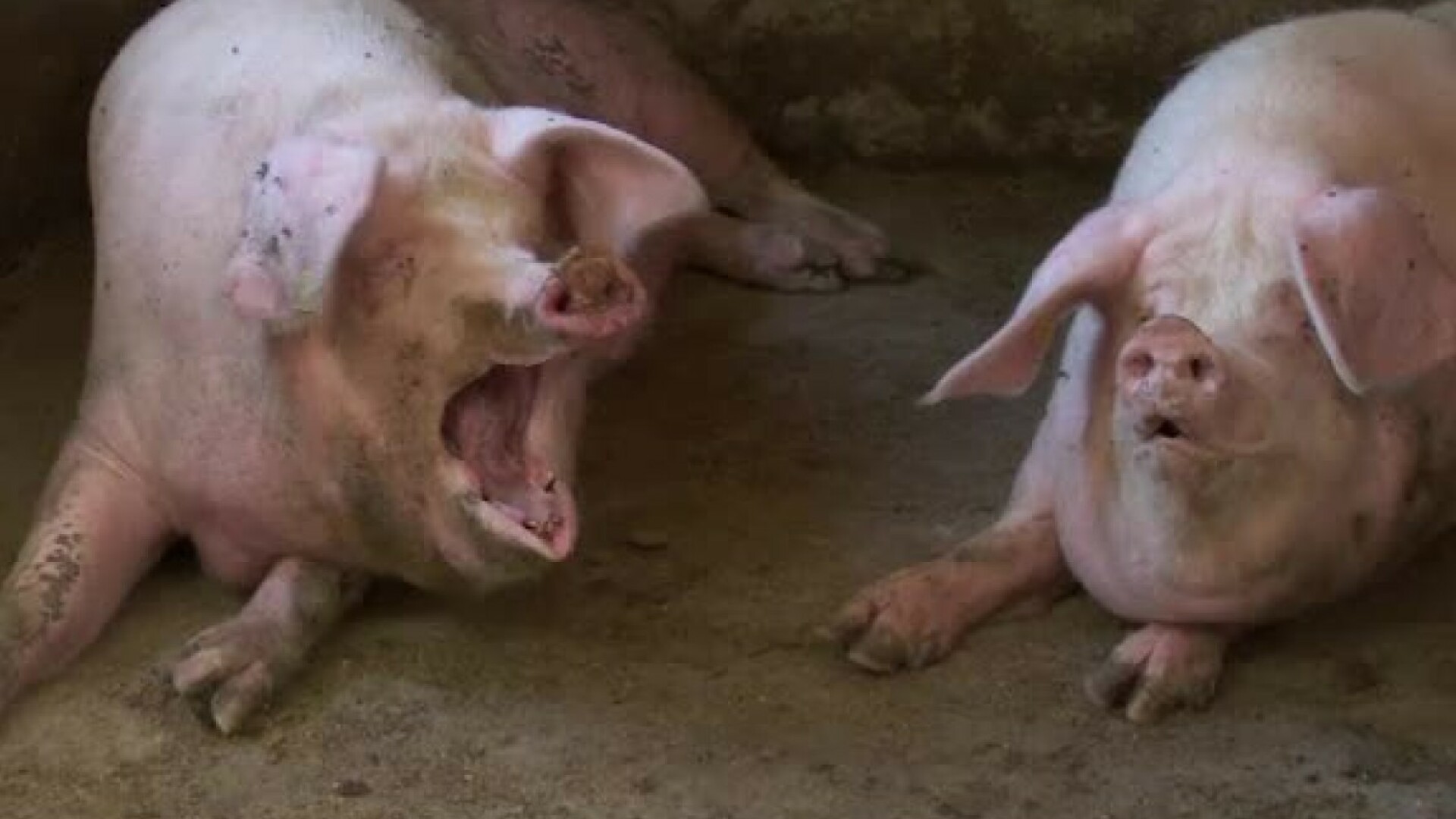 ANSVSA: ”Sunt 20.000 de samsari care vând ilegal porci şi împrăştie pesta porcină”. Operațiunea ”clientul misterios”