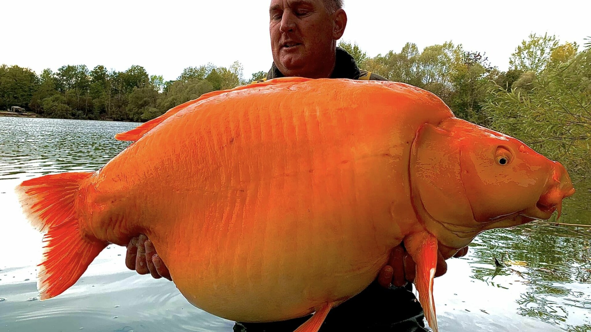 pește auriu uriaș