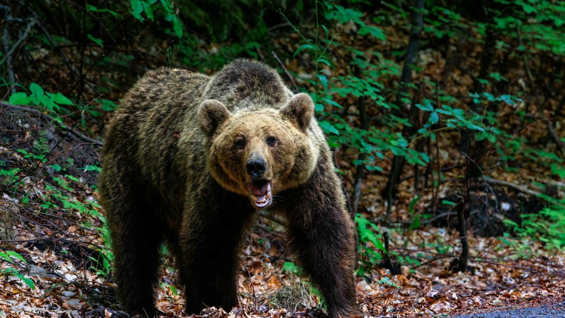 Mesaj RO-Alert emis în județul Argeș, după apariția unui urs. Un bărbat a fost atacat și rănit