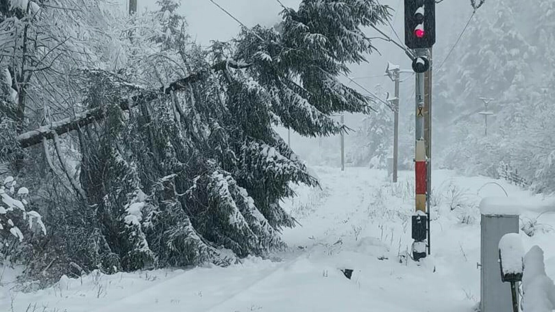 Vântul puternic a avariat acoperișuri și fire electrice și a smuls copaci din rădăcini, în Brașov