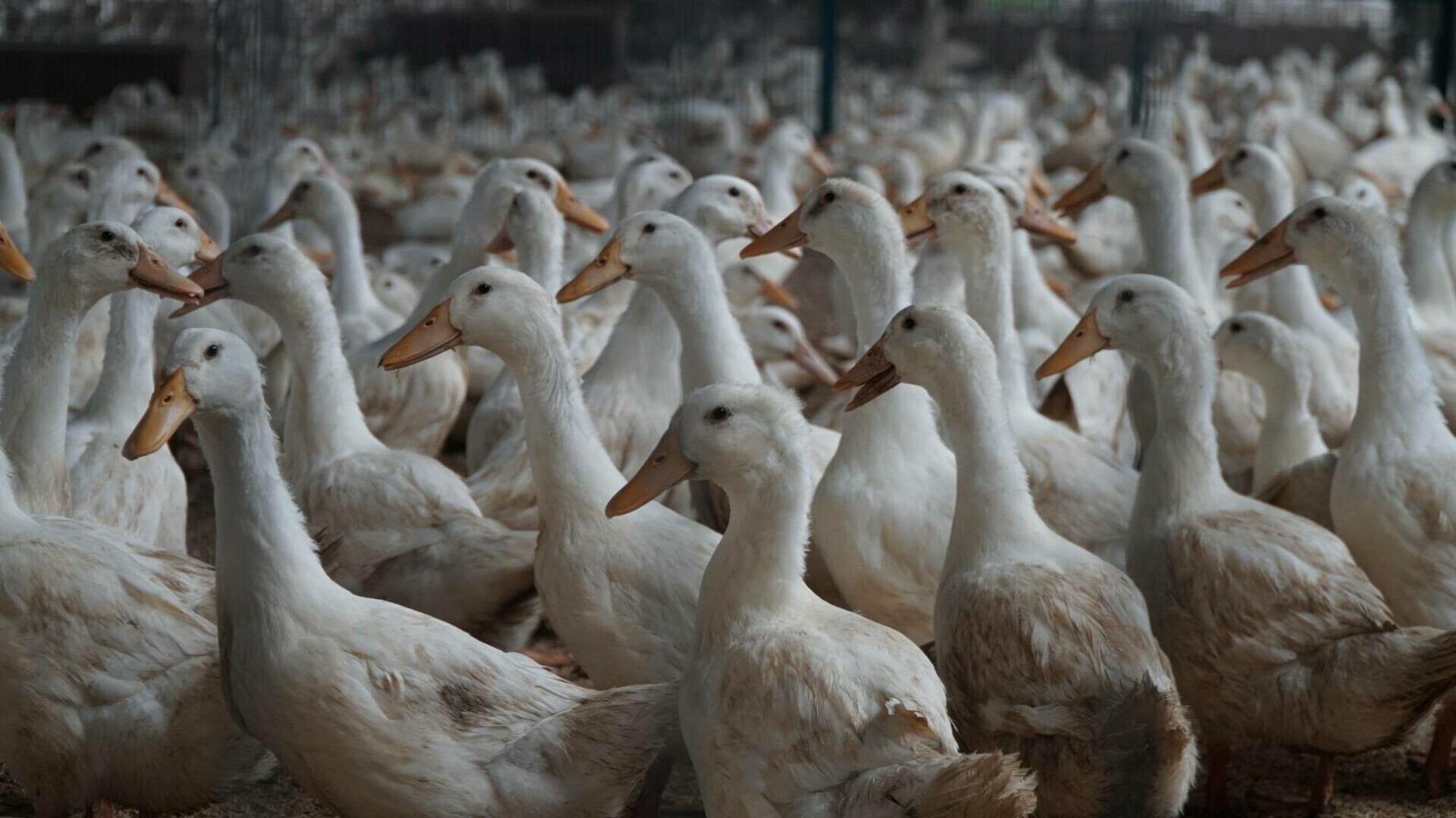 Focar de gripă aviară o fermă de rațe de la granița României. Măsuri dure luate pentru a împiedica răspândirea virusului