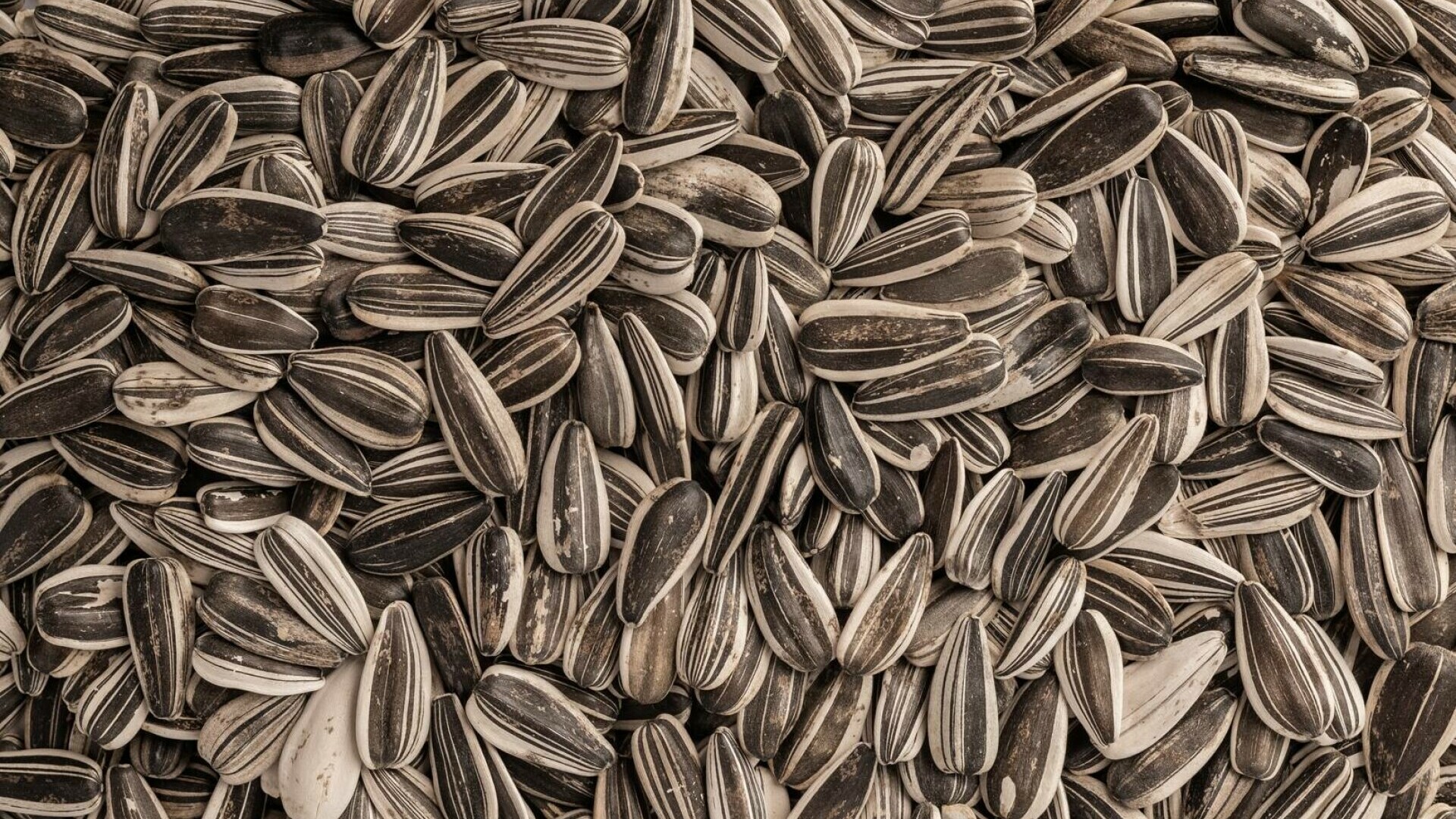 Semințe de floarea-soarelui