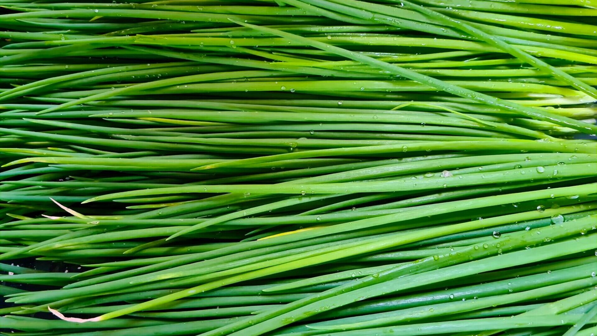chives