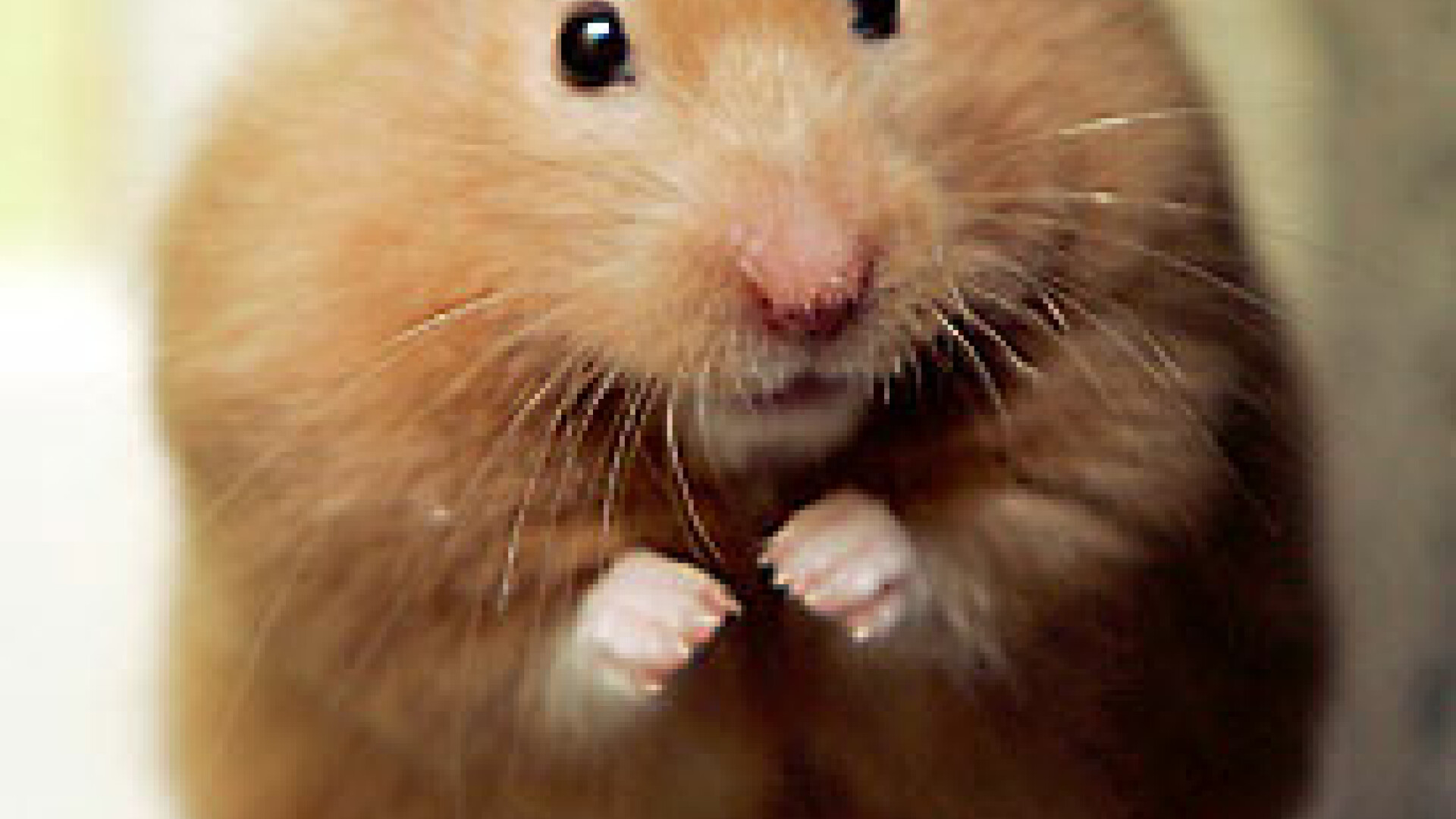 hamster